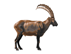 Ibex